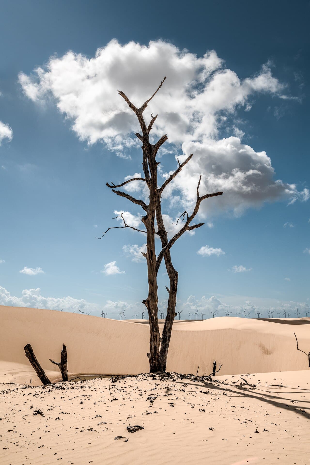 Landscape of Barreirinhas